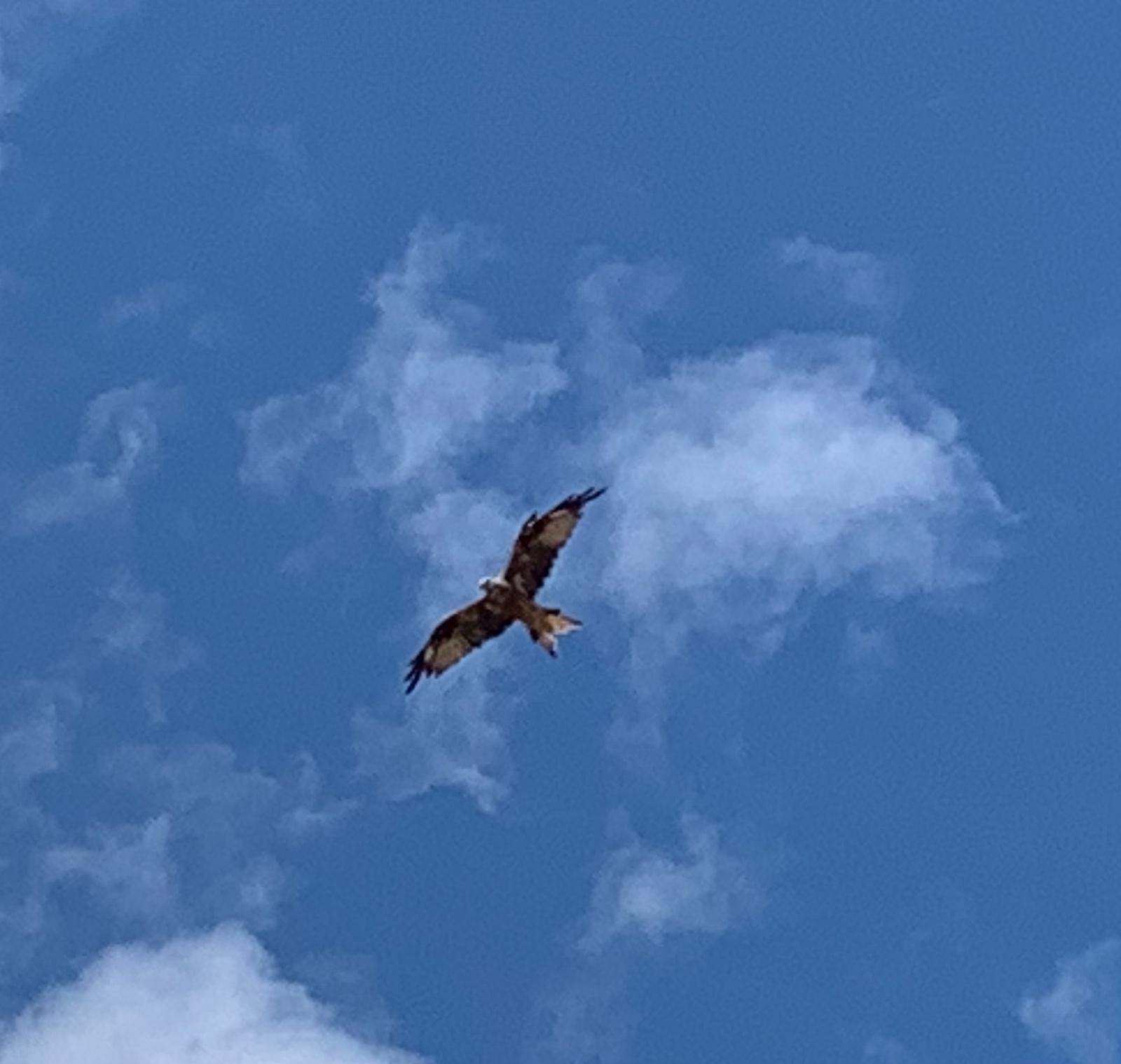 Roter Milan gesehen in Scharen