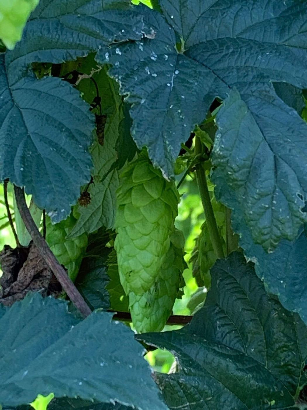 Hopfen
